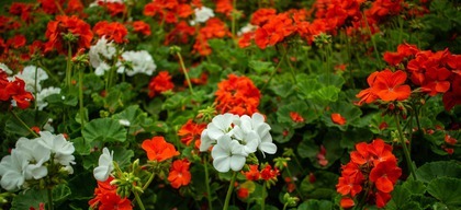 Geraniums